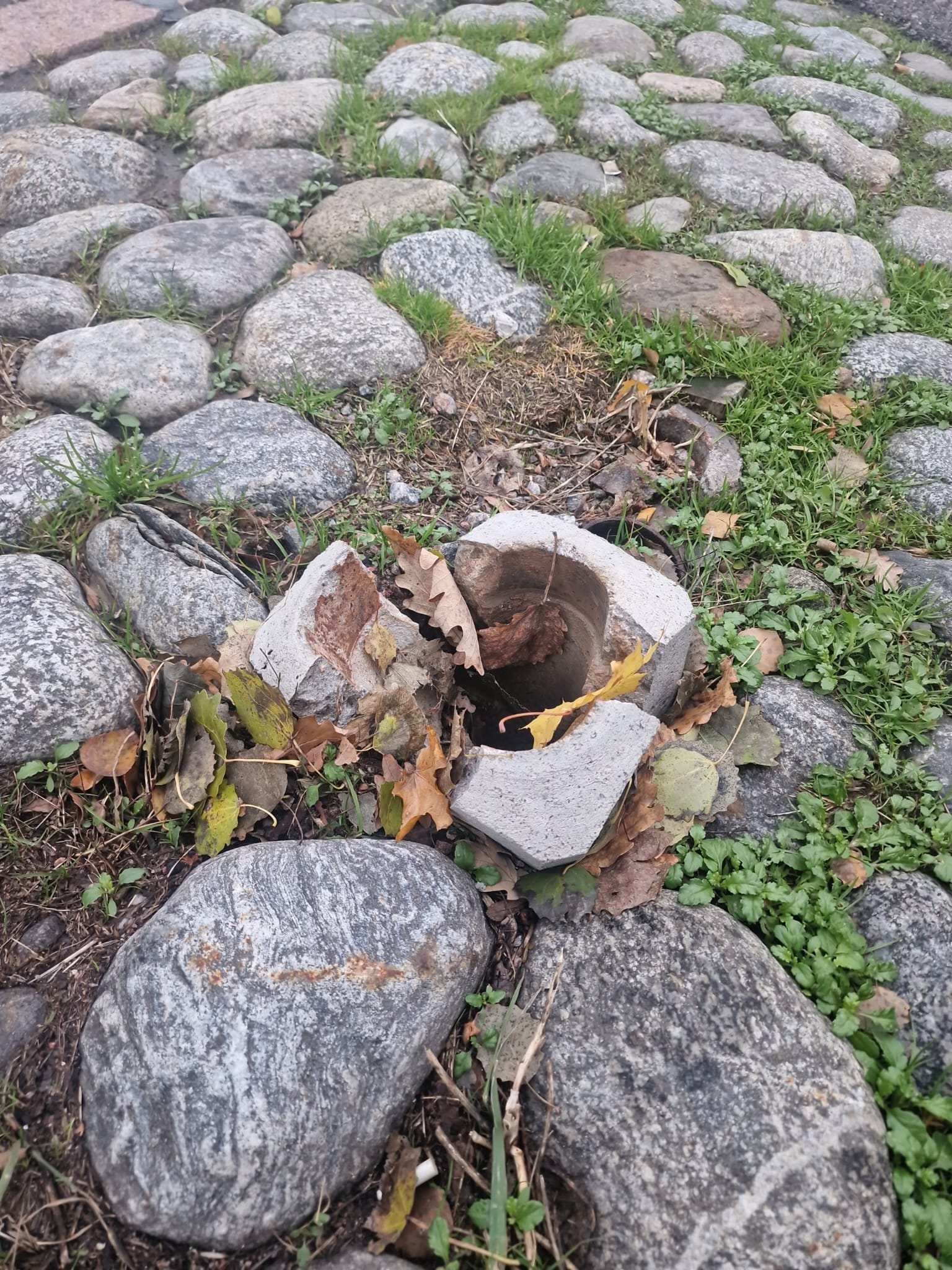 Kivi
